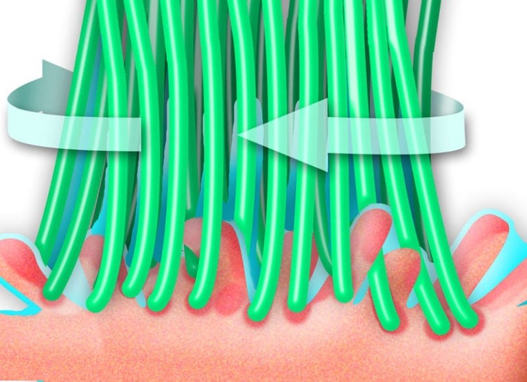 Papillen Buerschen Chart 768X557 1